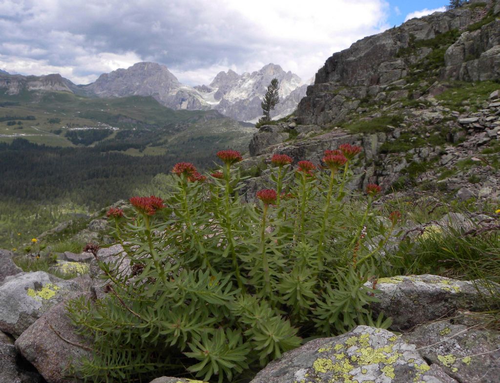 Rhodiola rosea